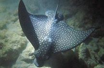 NIGHT TIME Guided Snorkel tour 