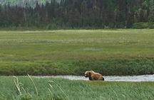 Bear Viewing Excursion and Airplane Adventure Tour