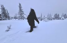 Private: Snowshoeing Safari in spectacular National Park