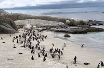 Private Cape Point Tour From Peaks to Penguins with Ticket Option