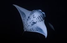 Night Manta Ray Snorkel with Videos