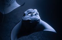 Night Manta Ray Snorkel with Videos