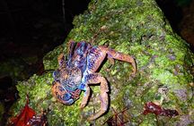 Miyako Island Jungle Night Tour and Starry Sky Viewing