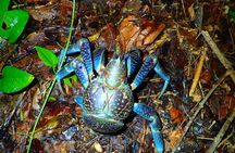 Miyako Island Jungle Night Tour and Starry Sky Viewing