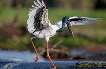  Kakadu National Park Full Day Tour + Yellow Water River Cruise