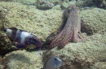 2 Tanks Scuba Dive Kaua'i from a Boat