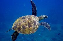 2 Tanks Scuba Dive Kaua'i from a Boat