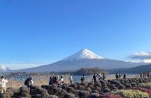 Mt. Fuji Cherry Blossom and Shibasakura Festival Tour