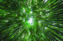 From Osaka: Kyoto Must-see Spots & Nara Park Sightseeing Day Tour
