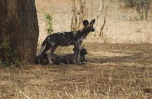4 Days:tanzania Budget Safari