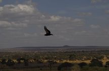 4 Days:tanzania Budget Safari