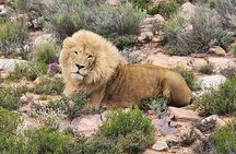 Sunset Big 5 Aquila Safari Snacks and Wine Tasting