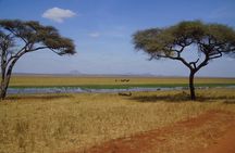 5 days Tanzania budget safari with big five