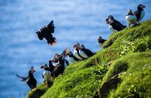 Exclusive Westman Islands Adventure - A Private Day Tour