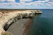 Cruise Shore Sea Lions Experience Punta Loma and city overview