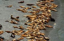 Cruise Shore Sea Lions Experience Punta Loma and city overview