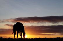 Golden Hour Horseback Ride on Easter Island – Scenic Experience