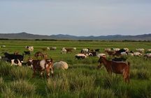 2 Days Hustai National Park and Nomadic homestay tour