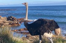 Cape Town: Peninsula, Cape of Good Hope and Penguins Tour