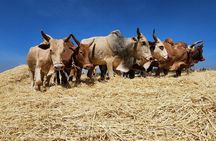 Day Trip to Wonchi Crater lake