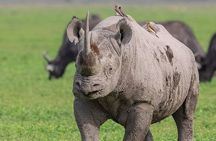 3 Day Safari to Serengeti National Park and Ngorongoro Crater