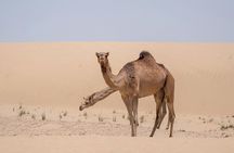 Morning Desert Safari with Dune Bashing And Camel Ride