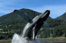 Juneau Highlights and Mendenhall Glacier Tour