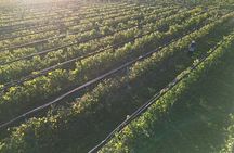 Wine Tour to Colonia Caroya, Cordoba - Half Day