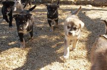 Denali Husky Kennel & Brewery Tour – Half-Day Experience
