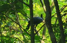 Volcano Hike, Oropendola Waterfall & Hot Springs Experience