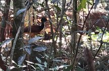 Volcano Hike, Oropendola Waterfall & Hot Springs Experience