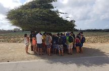  Half-Day Aruba Sightseeing Tour & Beach in an Air-condition Bus