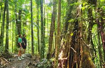 Airlie Waterfalls & Rainforest Bushwalk Eco Adventure