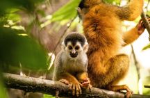 3 Day All-Inclusive Guided Jungle Tour from Iquitos
