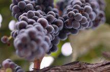 Private All-Inclusive 3-Winery SYV Tour from Santa Barbara
