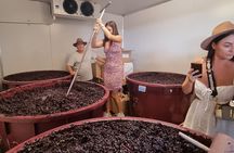Sydney Grains and Grapes Hunter Valley Wine and Beer with Lunch