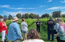 Sydney Grains and Grapes Hunter Valley Wine and Beer with Lunch
