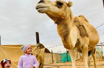 Abu Dhabi: Private Camel Trekking Experience