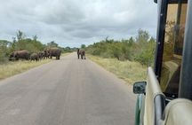 Kruger Park Safari - Afternoon Private Vehicle from Hazyview