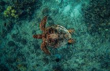 Moana’s VIP Waikiki Turtle Snorkeling Experience on Nalu
