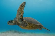 Moana’s VIP Waikiki Turtle Snorkeling Experience on Nalu