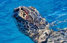 Moana’s VIP Waikiki Turtle Snorkeling Experience on Nalu