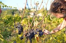 Hike & Wine Tour