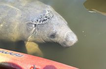 Manatee Discovery Anna Maria Island