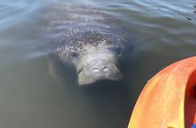 Manatee Discovery Anna Maria Island