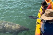 Manatee Discovery Anna Maria Island