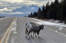 Banff Wildlife Explore and Johnston Canyon Hiking Tour