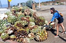 Experience the Mezcal Tour in Oaxaca