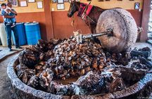 Experience the Mezcal Tour in Oaxaca