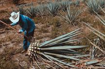 Experience the Mezcal Tour in Oaxaca
